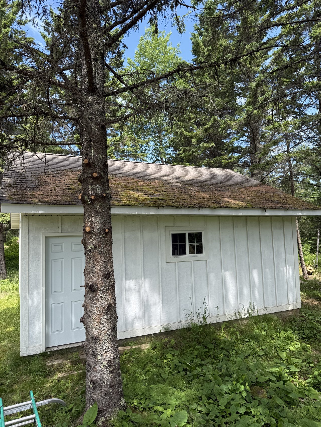 Moss-covered shingle roof on a North Shore property before a Clear Vue roof wash